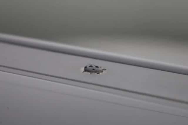 Jeep Avenger (2023) thumbnail 38