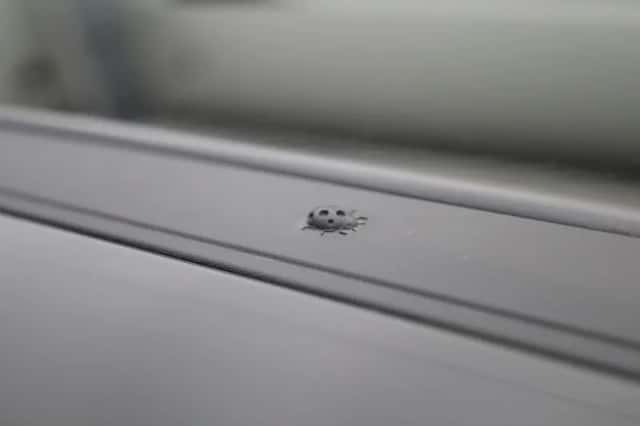 Jeep Avenger (2023) thumbnail 42