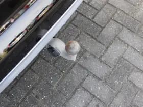 Volvo XC90 T8 Twin Engine AWD Inscription thumbnail 11